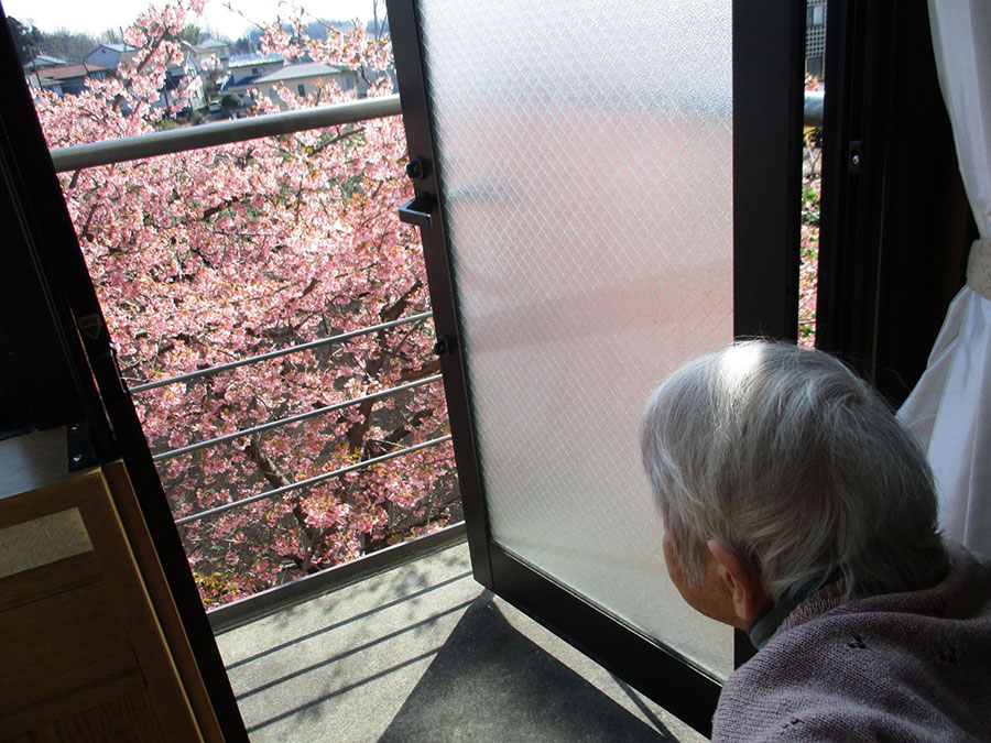 桜～毎年2月末～3月初旬にかけて施設の南側の隣の畑に植えてあります「河津桜」が綺麗に咲いてくれます。毎年入居者様全員楽しみにされ「今年も綺麗に咲いたねぇ。」と仰り毎年桜の咲くのを心待ちにされています。